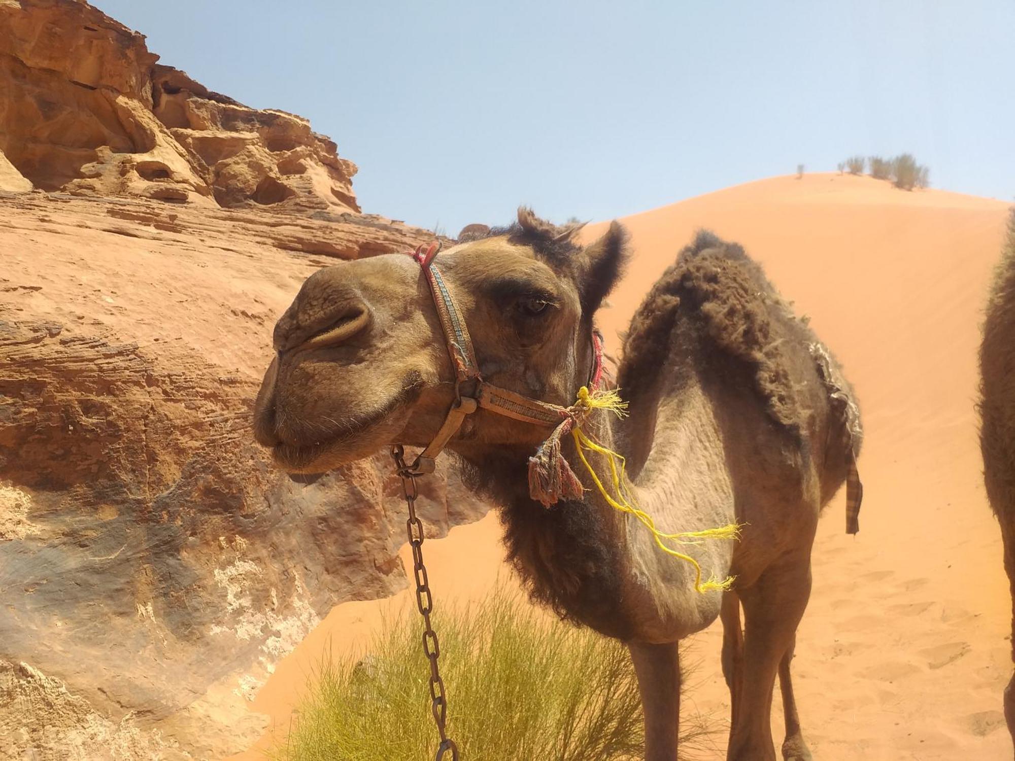 Ali BaBa Camp Hotel Wadi Rum Bagian luar foto