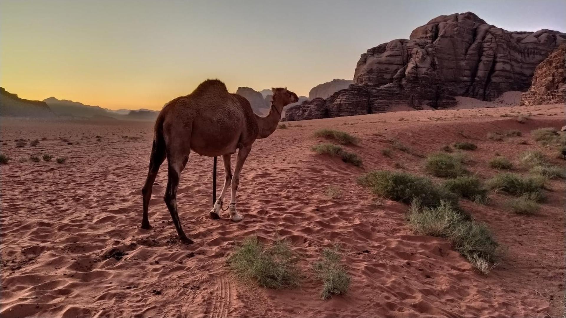 Ali BaBa Camp Hotel Wadi Rum Bagian luar foto