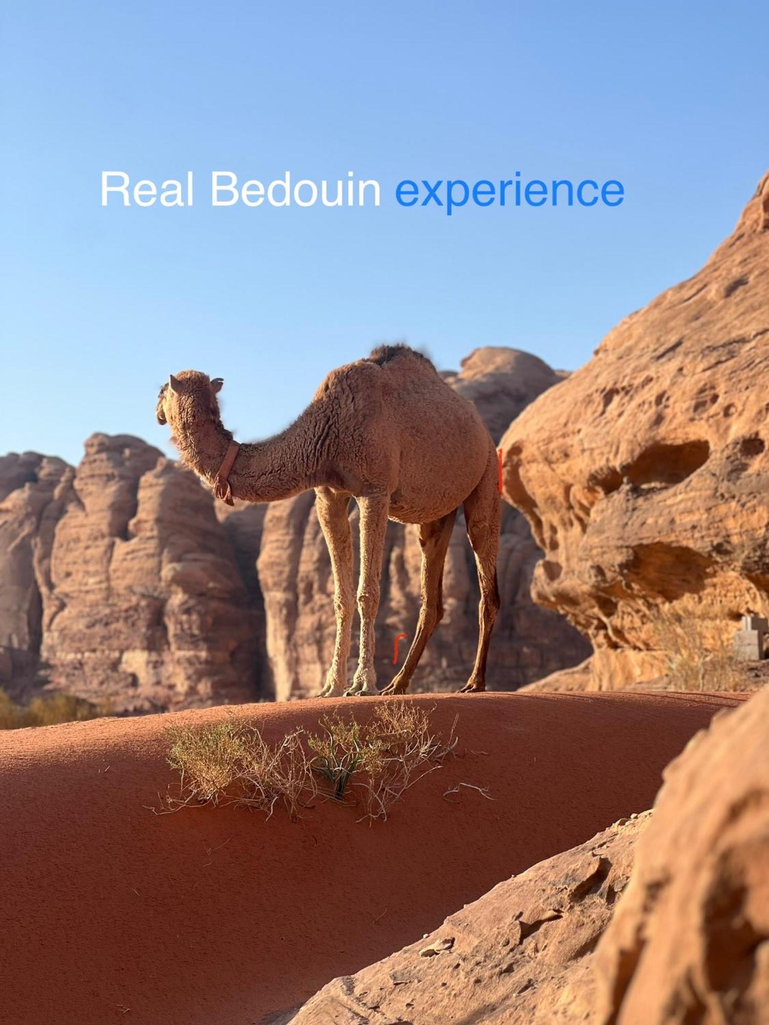 Ali BaBa Camp Hotel Wadi Rum Bagian luar foto